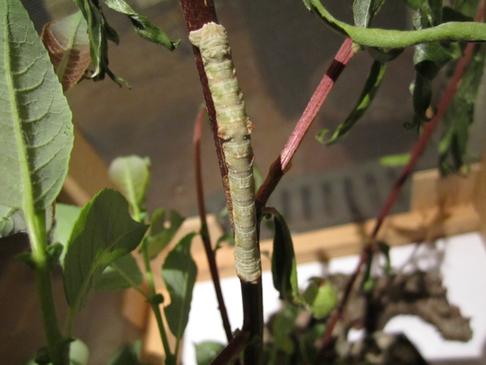 Ascotis selenaria - bruco